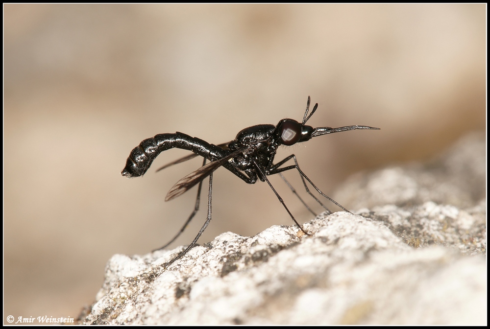 Diptera d''Israele  -  Eclimus gracilis (Bombyliidae).